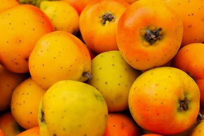 Sus usos gastronómicos y medicinales lo constituyen como elemento central de la cultura de México. Canva-SIAP