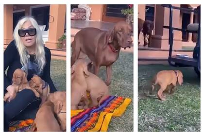 Susana Giménez junto a Rita y los cachorros que esta tuvo en el 2023