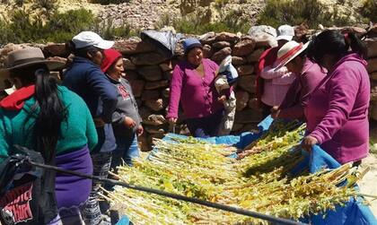 Sustentable: cosecha de quinua en Mina Pirquitas (Jujuy); empezaron a cultivarla en cantidad hace dos años y la venden a través de Internet
