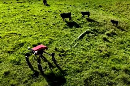Swagbot, el robot vaquero que desarrollaron en Australia