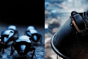 Así son las cucarachas con mochilas que podrían ser parte del futuro del espionaje