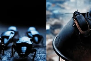 Así son las cucarachas con mochilas que podrían ser parte del futuro del espionaje