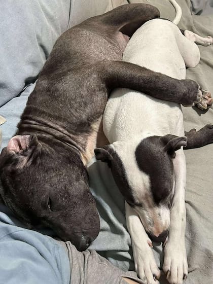 Tabatha fue adoptada y hoy comparte sus días con una hermana de su especie.