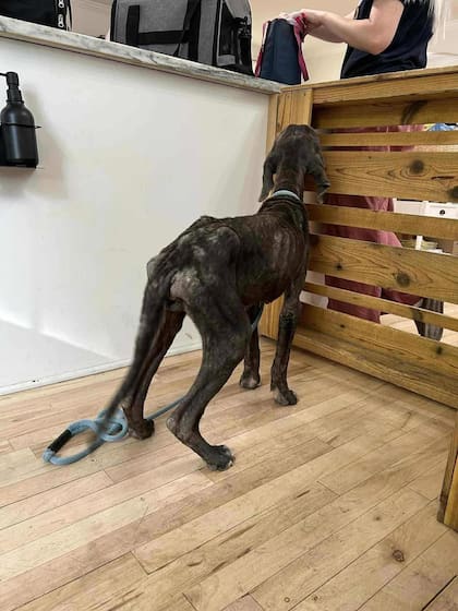 Tabatha no dejaba de mover la cola mientras esperaba que el veterinario la atendiera.