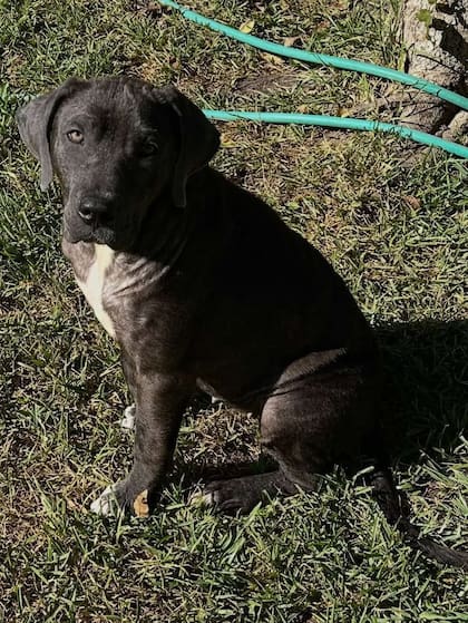 Tabatha pronto recuperó peso y comenzó a mostrar un nuevo pelaje.