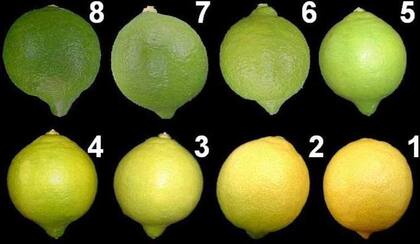 Tabla de colores para la cosecha. EE.UU requiere entre 3 y 6 en la escala