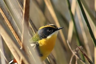 Global Big Day Argentina. La segunda edición del evento de observación de aves más grande del mundo