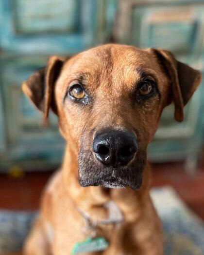 Tacuba fue finalmente adoptado