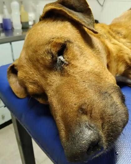 Tacuba quedó internado por la gravedad de su cuadro.