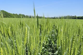 Tailandia compra 65.000 toneladas de trigo forrajero argentino, según operadores