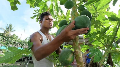 Taiwán financia en Tuvalu la granja Fatoaga Fiafia para cultivar alimentos en condiciones controladas. Hubo que importar la tierra debido a la salinidad del suelo