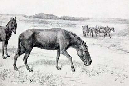 Tal como postulaba Ameghino, hallazgos en décadas posteriores demostraron que el hombre sudamericano convivió con megaterios, gliptodontes, hippidiones [el caballo original americano] y también con la llama gigante