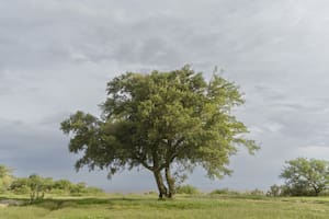La fotógrafa y paisajista que unió sus dos pasiones en una edición única