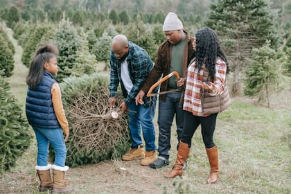 Talar un árbol y usarlo para Navidad es beneficioso para el medioambiente, ya que los pinos reales son productos renovables, reciclables y naturales (Archivo)