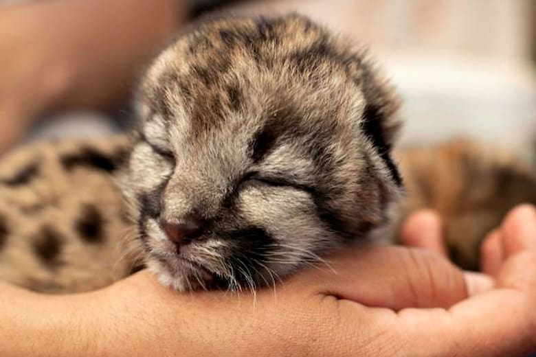 Pumakawa: conservación de pumas en la era del conflicto humano-animal