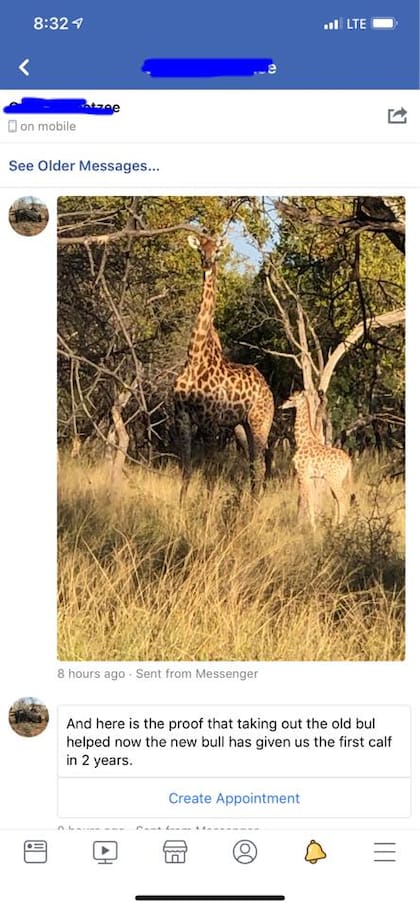 Talley asegura que después de matar a la jirafa negra, uno de sus guías de caza observó a la primera cría de la manada en dos años (Tess Talley)