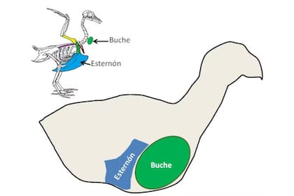 Tamaños relativos de esternón y buche en las aves en general (arriba) y en el hoatzín (abajo)