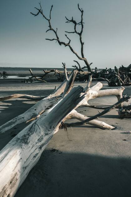 También conocida como 'playa del cementerio', Boneyard Beach es uno de los atractivos turísticos de Florida