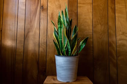 También conocida como Sansevieria o sansevieria trifasciata, es una planta muy popular por su resistencia y facilidad de cuidado (Foto de carácter ilustrativo: Freepik)