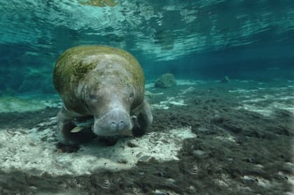 También conocidos como vacas marinas, son una especie protegida a nivel federal debido a su vulnerabilidad y a la disminución de su población (Imagen de Manatee world)