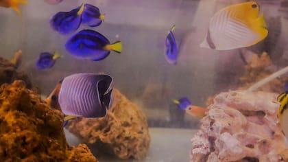 También encontraron una diversidad de peces de colores; todos eran transportados en bolsas individuales