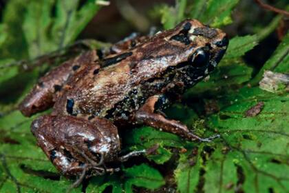 La rana fue conocida como Ojos de diablo y se creía extinta
