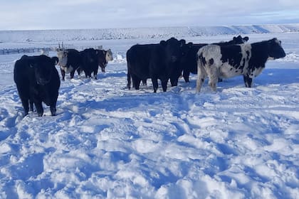 También hay complicaciones para la hacienda vacuna