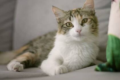 También hubo gatos afectados por esta comida