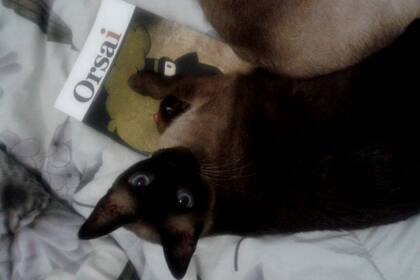 También las revistas independientes.