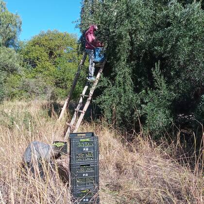 También realiza la producción de aceitunas