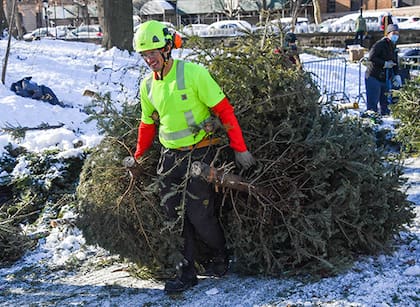 También recogen árboles de Navidad en las aceras de Nueva York (NYC Parks)
