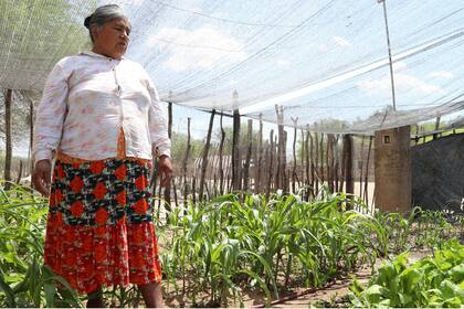 También se abrieron otros proyectos como las huertas comunitarias, la forestación de 2000 árboles de algarrobo y las plantaciones de chaguar en las casas de algunas mujeres.