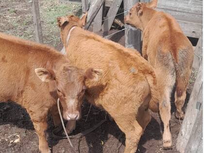 También se da el robo de hacienda en pie tanto vacas como terneros