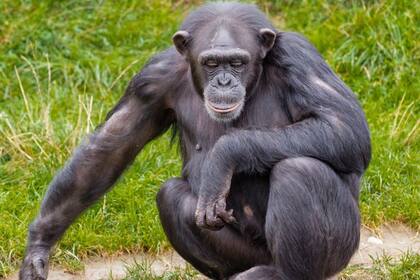 También se encontró en el chimpancé, el mono verde africano, el dromedario y el cerdo doméstico