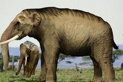 También se hallaron piezas de Stegomastodon, un animal emparentado con el elefante actual