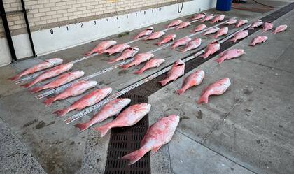 También se incautaron alrededor de 680 kilos de pescados