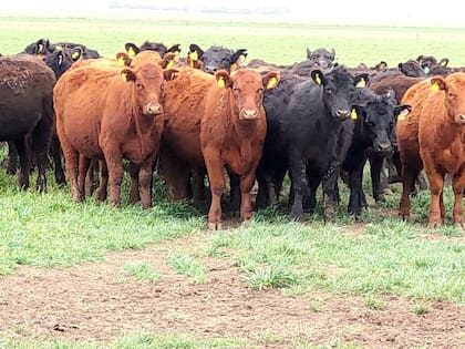 También se puede hacer una venta preñadas