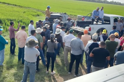 También trabaja con diferentes programas de estudio de este cultivo