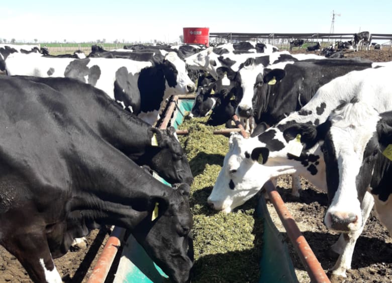 vacas
