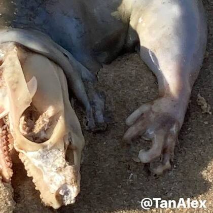 Tan Alex hizo fotos más cercanas de la criatura para los que creían que se trataba de una imagen trucada