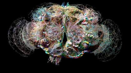 Tan bello como complejo: el cerebro de la mosca tiene más de 130.000 cables con 50 millones de intrincadas conexiones