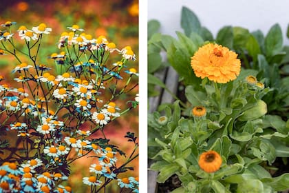 Tanacetum parthenium y caléndula: dos especies valoradas por su acción repelente contra los mosquitos y otros insectos