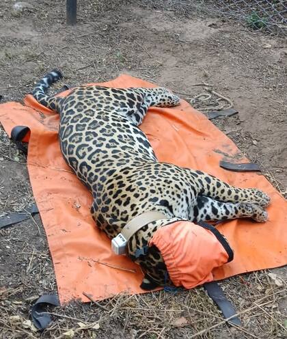 Tañhi Wuk es un ejemplar macho adulto de entre 4 y 5 años