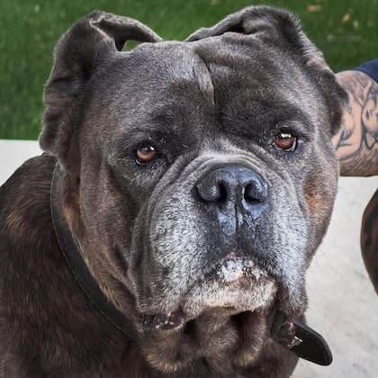 Tano es un Cane Corso (o Mastín Italiano), una raza de origen romano que se destaca por ser un protector nato y un guardián de familia extremadamente leal (Foto: Instagram/@mauroicardi)