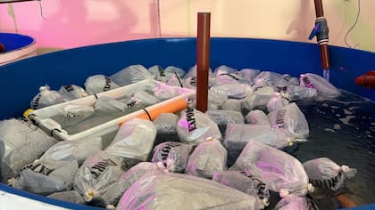 Tanques como este fueron adaptados para recibir a los 700 animales marinos provenientes de Kenia