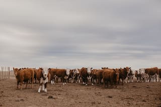 Diversificar la oferta forrajera para producir más kilos de carne