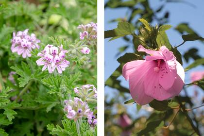 Tanto el geranio (Pelargonium graveolens, foto de la izquierda) como el hibisco (Hibiscus cisplatinus, foto de la derecha) son flores comestibles. Las flores de geranio tienen un sabor suave y a menudo se utilizan para decorar postres o ensaladas, mientras que las flores de hibisco son conocidas por su sabor ligeramente ácido y se utilizan comúnmente para hacer infusiones, agregar a ensaladas o incluso preparar jarabes