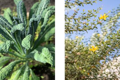 Tanto el kale (foto izquierda) como la jarilla (foto derecha) se utilizan en cosmética y medicina natural.