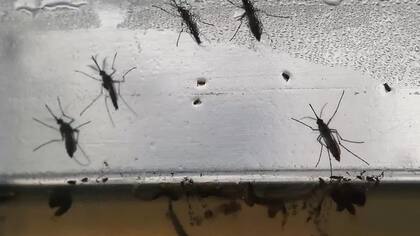 Tanto el virus del zika como del dengue y del chikungunya son transmitidos por mosquitos; esos virus se conocen como arbovirus