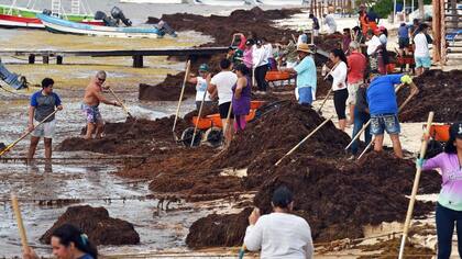 Tanto empleados del gobierno, de los hoteles como voluntarios trabajan en labores de recolección del alga.